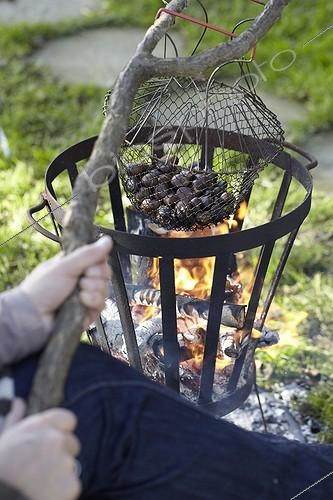 Biosphoto | 1632814 | Châtaigne ; Roasting chestnuts | &copy; Visions Botanical / Visions Pictures / Biosphoto