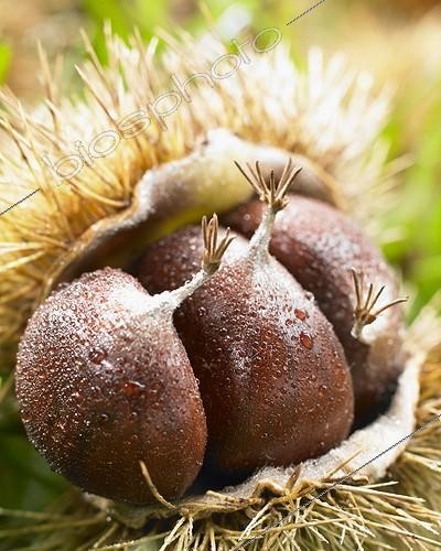 Biosphoto | 1632770 | Châtaignes | &copy; Visions Botanical / Visions Pictures / Biosphoto