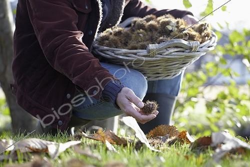 Biosphoto | 1633020 | Châtaignes | &copy; Visions Botanical / Visions Pictures / Biosphoto