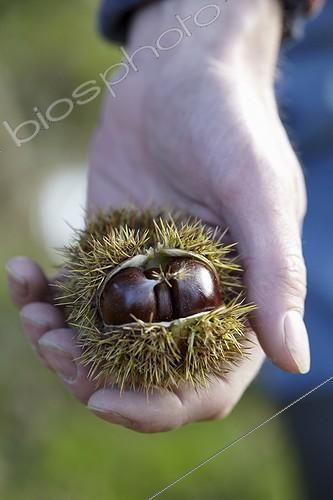 Biosphoto | 1633023 | Châtaignes | &copy; Visions Botanical / Visions Pictures / Biosphoto