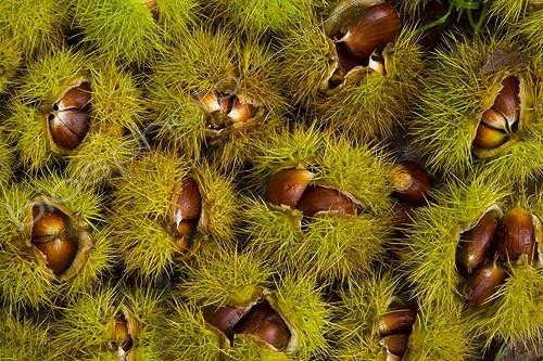 Biosphoto | 728940 | Châtaignes dans leur bogue Parc Naturel de Redes Asturies | &copy; Juan-Carlos Muñoz / Biosphoto
