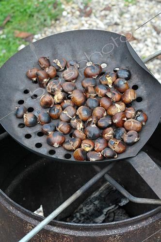 Biosphoto | 2511179 | Châtaignes grillées à la poêle, Châtaignes (Castanea sativa) récoltées en forêt, alimentation de saison | &copy; Catherine Fruhinsholz / Biosphoto