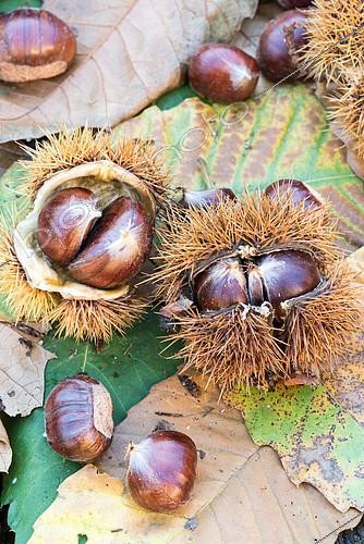 Biosphoto | 2092800 | Châtaignes, Moselle, France | &copy; Yann Avril / Biosphoto