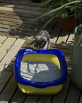 Biosphoto | 423684 | Chaton allant dans une litière sur une terrasse de jardin | &copy; Frédéric Didillon / Biosphoto