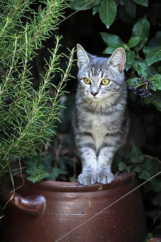 Biosphoto | 2087490 | Chaton assis sur une poterie dans un jardin | &copy; Eric Guilloret / Biosphoto