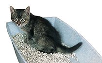 Biosphoto | 33944 | Chaton dans sa litiere | &copy; Claudius Thiriet / Biosphoto