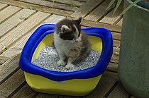 Biosphoto | 500549 | Chaton et litière de propreté sur une terrasse de jardin | &copy; Xiaodisc / Green Eye / Biosphoto