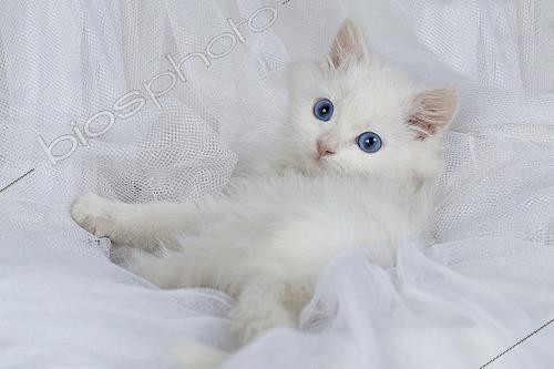 Biosphoto | 2554233 | Chaton européen blanc couché sur fond blanc | &copy; Guy Van Langenhove / Biosphoto