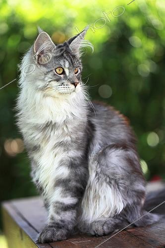 Biosphoto | 2526109 | Chaton Maine Coon âgé de 4 mois assis | &copy; Eric Guilloret / Biosphoto