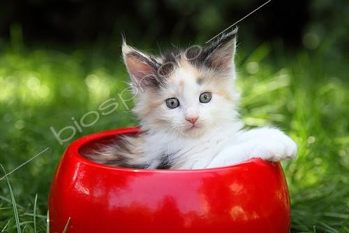 Biosphoto | 2428513 | Chaton Maine Coon dans un pot de fleur rouge | &copy; Eric Guilloret / Biosphoto