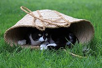 Biosphoto | 2450180 | Chaton noir et blanc couché dans un panier | &copy; Eric Guilloret / Biosphoto