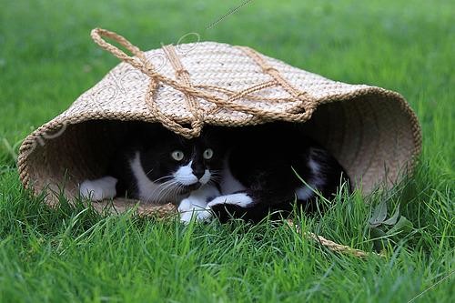Biosphoto | 2450180 | Chaton noir et blanc couché dans un panier | &copy; Eric Guilloret / Biosphoto
