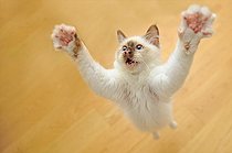 Biosphoto | 2587347 | Chaton Sacré de Birmanie joueur sautant sur un parquet en bois | &copy; Robin Fourré / Biosphoto