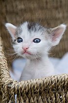 Biosphoto | 1254276 | Chaton tigré et blanc dans une corbeille France | &copy; Bruno Mathieu / Biosphoto