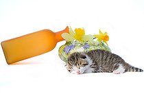 Biosphoto | 1254258 | Chaton tigré et blanc dormant devant un vase et des fleurs | &copy; Bruno Mathieu / Biosphoto