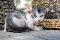 Biosphoto | 1254263 | Chaton tigré et blanc et corbeilles en osier sur une table | &copy; Bruno Mathieu / Biosphoto