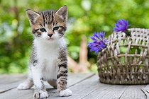 Biosphoto | 1254262 | Chaton tigré et blanc et Fleurs de Centaurée sur une table | &copy; Bruno Mathieu / Biosphoto