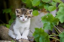 Biosphoto | 1254267 | Chaton tigré et blanc sur une branche France | &copy; Bruno Mathieu / Biosphoto