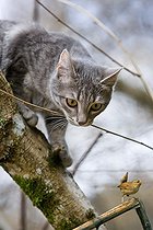 Biosphoto | 1254282 | Chaton tigré observant un Troglodyte sur une branche | &copy; Bruno Mathieu / Biosphoto