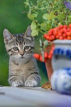 Biosphoto | 1254278 | Chaton tigré regardant un Mulot caché entre des pots Alsace | &copy; Bruno Mathieu / Biosphoto