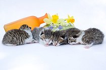 Biosphoto | 1254259 | Chatons tigrés et blancs dormant devant un vase et fleurs | &copy; Bruno Mathieu / Biosphoto
