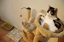 Biosphoto | 529951 | Chats siamois et européen couchés dans arbre à chat France | &copy; Sébastien Herent / Biosphoto