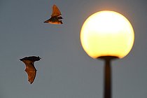 Biosphoto | 2545061 | Chauves-souris en chasse autour d'un lampadaire, Parc naturel régional des Vosges du Nord, France | &copy; Michel Rauch / Biosphoto