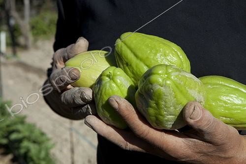 Biosphoto | 1200646 | Chayote Gardens workers Aygalades Marseille France | &copy; Philippe Giraud / Biosphoto