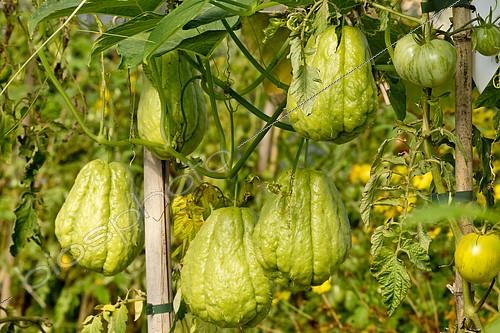 Biosphoto | 2146784 | chayotte (Sechium edule) | &copy; Alain Kubacsi / Biosphoto