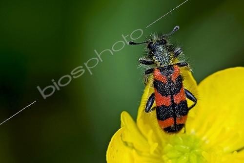 Biosphoto | 2024156 | Checkered beetle on buttercup in Catalonia - Spain | &copy; Antoni Agelet / Biosphoto