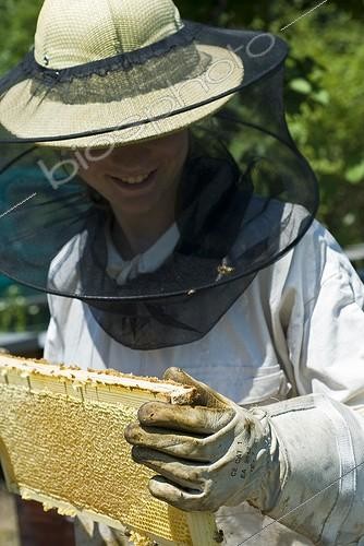 Biosphoto | 1127822 | Checking the status of the rays in a hive Ain France | &copy; Marc Chatelain / Biosphoto