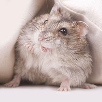 Biosphoto | 1180268 | Cheeky hamster | &copy; Alfred Schauhuber / imageBROKER / Biosphoto