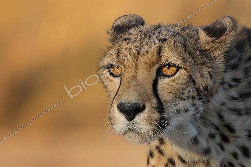 Biosphoto | 2404148 | Cheetah (Acinonyx jubatus) adult portrait, Castile-La Mancha, Spain | &copy; Marion Vollborn / BIA / Biosphoto