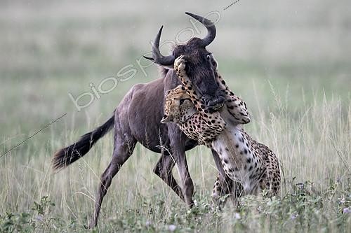 Biosphoto | 2417941 | Cheetah (Acinonyx jubatus) catching a wildebeest (Connochaetes taurinus), Serengeti, Tanzania | &copy; Pierluigi Rizzato / Biosphoto