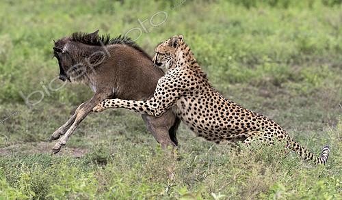 Biosphoto | 2417919 | Cheetah (Acinonyx jubatus) catching a young wildebeest (Connochaetes taurinus), Serengeti, Tanzania | &copy; Pierluigi Rizzato / Biosphoto