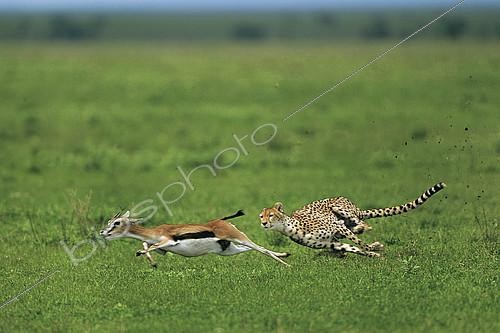 Biosphoto | 2417887 | Cheetah (Acinonyx jubatus) chasing a Thomson's Gazelle (Gazella thomsonii) , Serengeti, Ngorongoro Conservation Area | &copy; Pierluigi Rizzato / Biosphoto