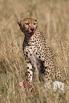 Biosphoto | 2068573 | Cheetah (Acinonyx jubatus) female eating, Lockout , Masai Mara, Kenya | &copy; Myriam Dupuis / Biosphoto