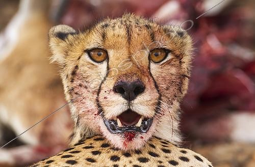Biosphoto | 2436995 | Cheetah (Acinonyx jubatus). Female. Has been feeding on a springbok (Antidorcas marsupialis). Kalahari Desert, Kgalagadi Transfrontier Park, South Africa. | &copy; Thomas Dressler / Biosphoto