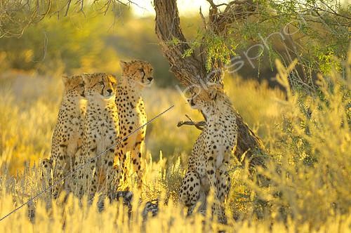 Biosphoto | 2089118 | Cheetah (Acinonyx jubatus) female with her young in search of prey at sunrise, Kalahari desert, Kgalagadi, South Africa | &copy; Tina Malfilatre / Biosphoto