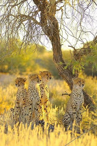Biosphoto | 2089119 | Cheetah (Acinonyx jubatus) female with her young in search of prey at sunrise, Kalahari desert, Kgalagadi, South Africa | &copy; Tina Malfilatre / Biosphoto