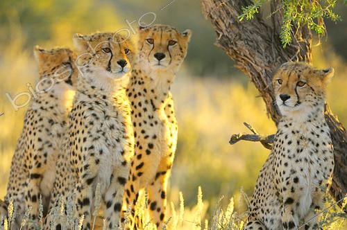 Biosphoto | 2089121 | Cheetah (Acinonyx jubatus) female with her young in search of prey at sunrise, Kalahari desert, Kgalagadi, South Africa | &copy; Tina Malfilatre / Biosphoto