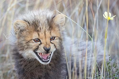 Biosphoto | 2622219 | Cheetah (Acinonyx jubatus) hissing cub close-up, Philippolis, South Africa | &copy; Marion Vollborn / BIA / Biosphoto