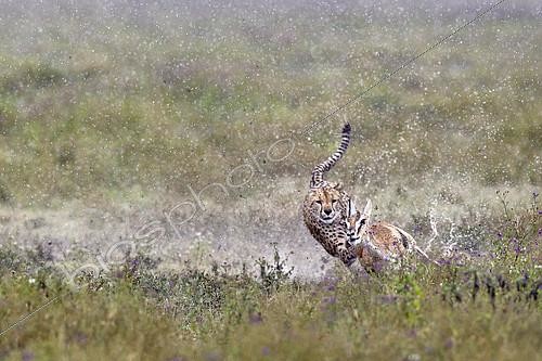 Biosphoto | 2417932 | Cheetah (acinonyx jubatus) hunting a Thomson's Gazelle (Gazella thomsonii), Serengeti, Tanzania | &copy; Pierluigi Rizzato / Biosphoto