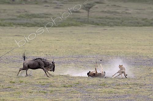 Biosphoto | 2417929 | Cheetah (Acinonyx jubatus) hunting a young wildebeest (Connochaetes taurinus), Serengeti, Tanzania | &copy; Pierluigi Rizzato / Biosphoto