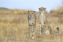 Biosphoto | 2609159 | Cheetah (Acinonyx jubatus) two females in open grassland, Castile-La Mancha, Spain | &copy; Marion Vollborn / imageBROKER / Biosphoto