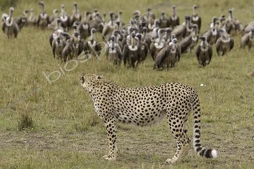 Biosphoto | 700170 | Cheetah and Vultures Nature Reserve Masai Mara Kenya | &copy; Tony Crocetta / Biosphoto