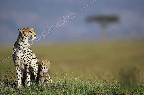 Biosphoto | 1988552 | Cheetah and young in savanna - East Africa  | &copy; Tony Crocetta / Biosphoto