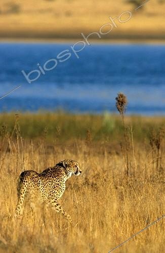 Biosphoto | 846687 | Cheetah approaching a watering place Pilanesberg reserve | &copy; Franck Fouquet / Biosphoto