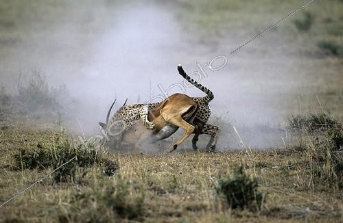 Biosphoto | 761851 | Cheetah catching an Impala Masai Mara Reserve Kenya | &copy; Franck Fouquet / Biosphoto