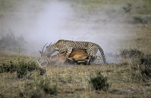 Biosphoto | 762087 | Cheetah catching an Impala Masai Mara Reserve Kenya | &copy; Franck Fouquet / Biosphoto